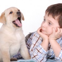 4 Ways You’re Killing Your Dog dreamstime_s_1679444